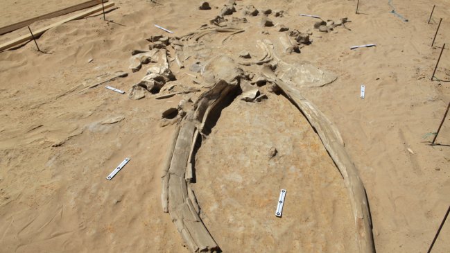 Explican el misterio del cementerio de ballenas en Chile