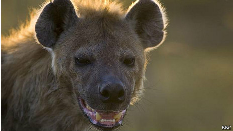 Adís Abeba, la ciudad que vive asediada por las hienas 