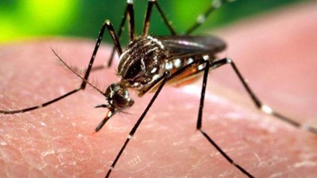 ISP confirmó 40 casos del virus Zika en Rapa Nui