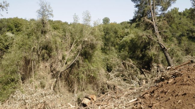 Conaf reveló denuncias por talas ilegales de bosques en Región de Valparaíso