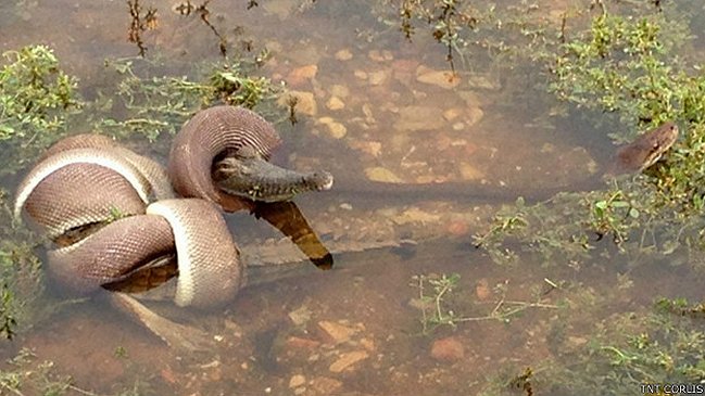 Impacto por serpiente que se comió a un cocodrilo