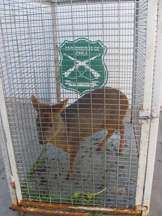 Carabineros rescató pudú herido por perros en Curepto