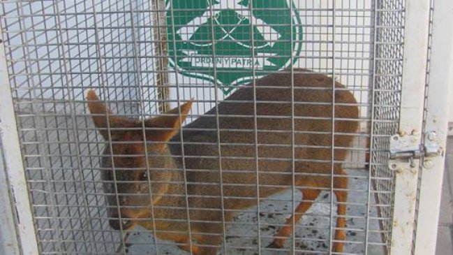 Carabineros rescató pudú herido por perros en Curepto