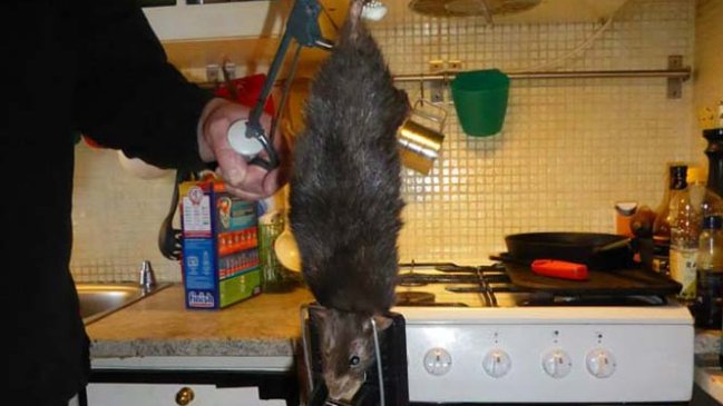 Familia sueca encontró un ratón de un kilo en su cocina