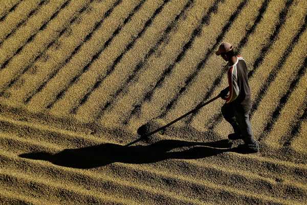 ONU: Cambio climático dañará alimentos en Sudamérica