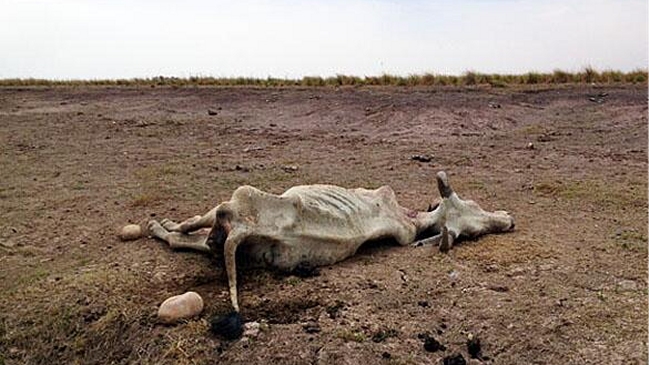 El llano colombiano que huele a animal muerto por la sequía