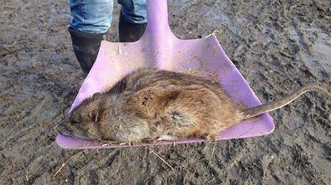 Plaga de ratas gigantes aterroriza a Inglaterra