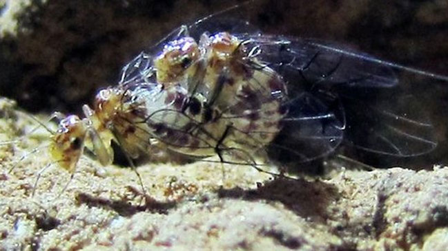 El sorprendente insecto hembra que tiene pene