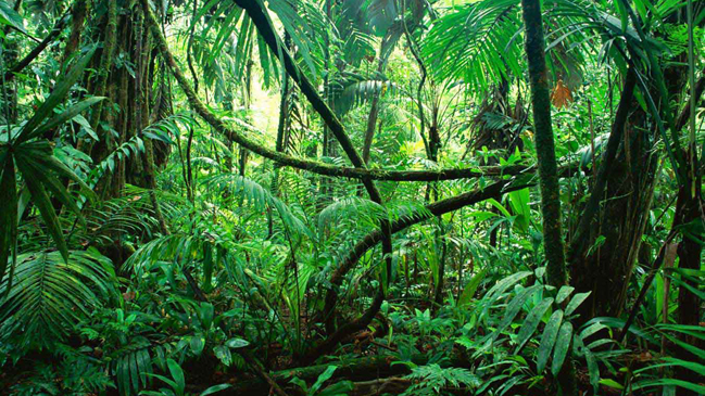 ¿Qué tan peligroso es experimentar con ayahuasca?