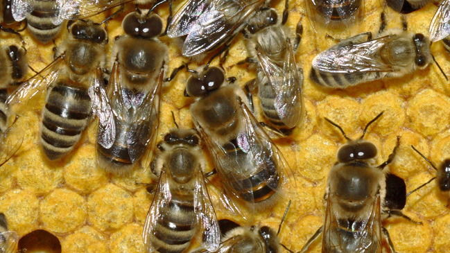 Estudio vincula insecticidas con desaparición de abejas