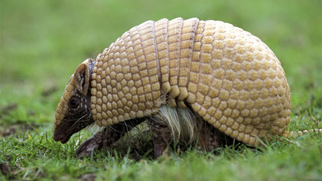 Brasil busca salvar de la extinción la 