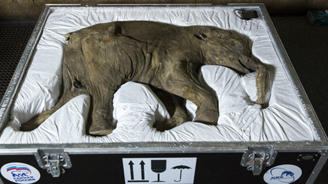 ¿Qué hace un bebé mamut en una maleta?