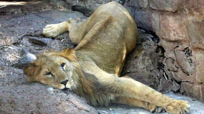 Muerte de león aviva polémica sobre oso polar en Argentina