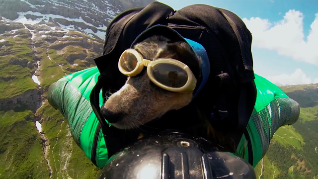[Video] Los perros también pueden volar - Cooperativa.cl