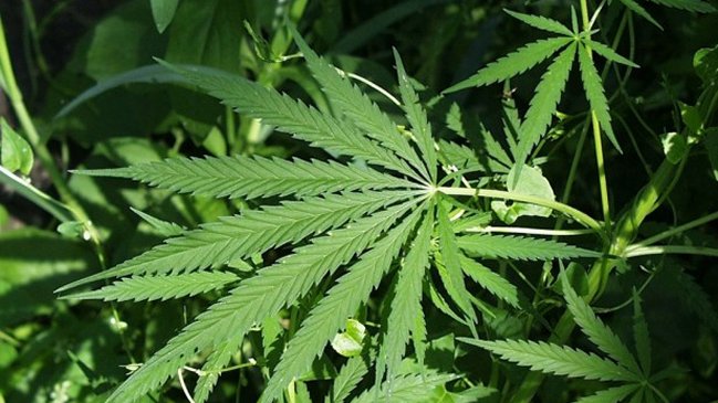 Nueva York aprobó ensayos con marihuana en niños epilépticos