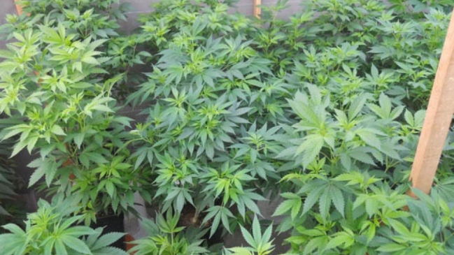 Gobierno inició mesa de trabajo para modificar ley de Drogas