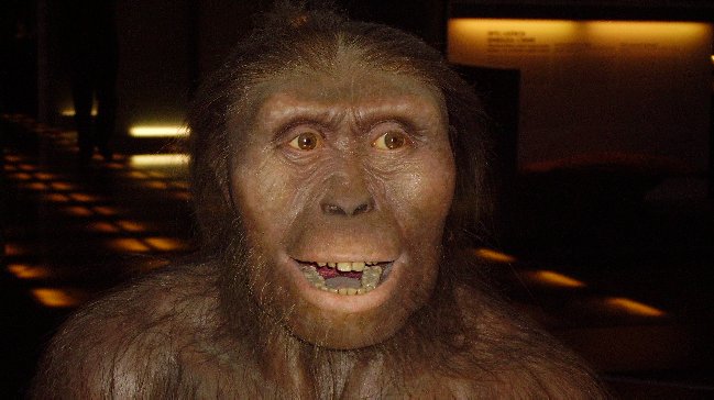 El rostro masculino evolucionó para reducir el efecto de los puñetazos