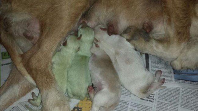 Nacieron dos perros verdes en España
