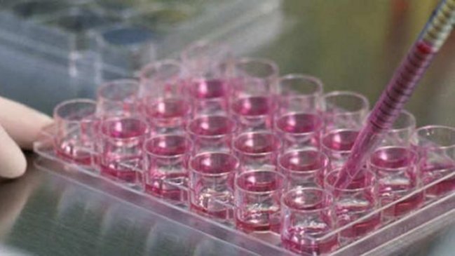 Descubren un método para acelerar la regeneración de células del corazón