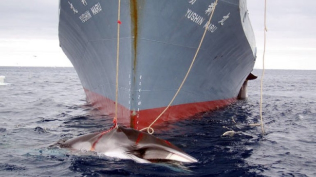 Senadores pidieron a Japón detener barcos balleneros en territorio chileno