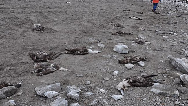Investigan misteriosa muerte de 800 animales en el norte de Perú