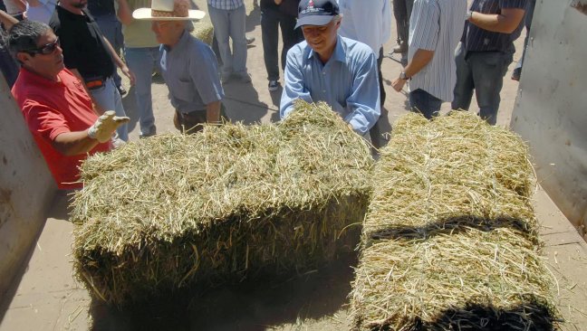 Agricultores del Maule afectados por nevazones recibieron forraje en el Maule