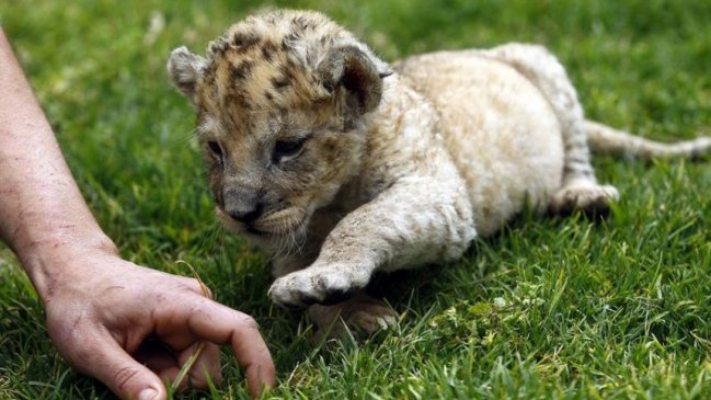 ¿Por qué nos enternecen tanto las crías de mamíferos?
