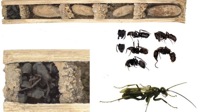 Descubren una avispa que usa hormigas muertas para proteger sus nidos