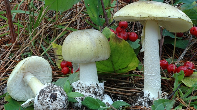 Mujer falleció tras consumir hongos venenosos en Angol