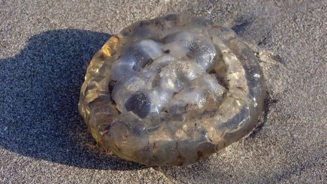 Autoridad decretó alerta sanitaria por medusas en aguas del litoral de Tarapacá