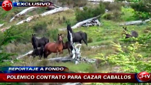Fundación Yendegaia negó matanza de caballos salvajes