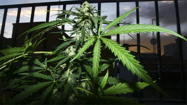 Regalarán marihuana en estreno de documental estadounidense