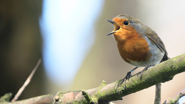 Crean un decodificador del canto de los pájaros