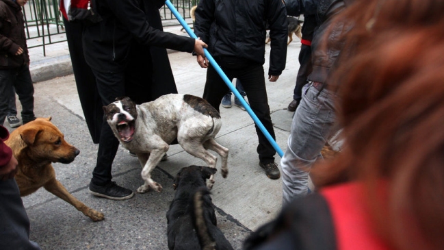 Proyecto propone realizar exámenes sicológicos a dueños de perros peligrosos