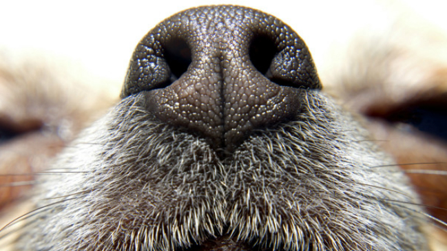 Por qué los perros se huelen el trasero