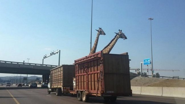 Jirafa que era transportada por autopista murió al chocar contra un puente