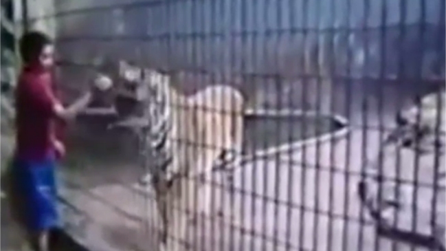 Tigre le arrancó el brazo a niño de 11 años en un zoológico