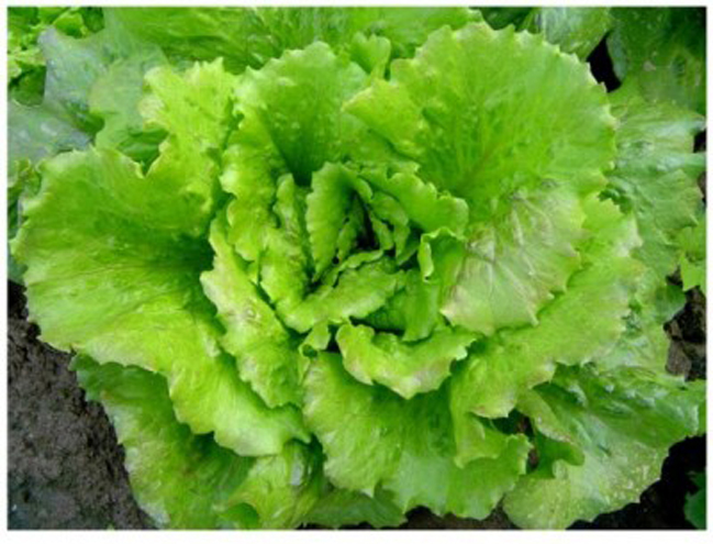 Por qué Panasonic ahora cultiva lechugas