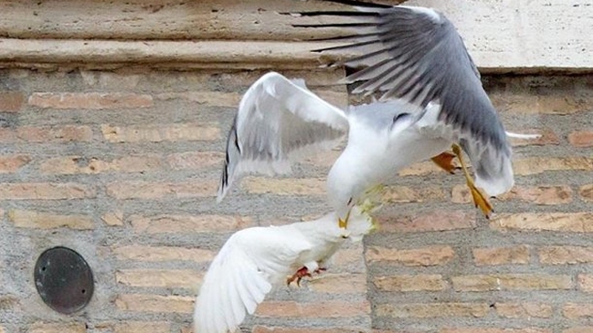 Las gaviotas se adueñan de Roma y no respetan ni al Papa