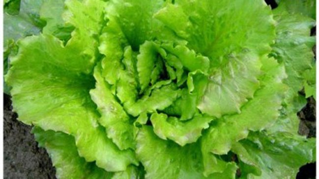 Por qué Panasonic ahora cultiva lechugas