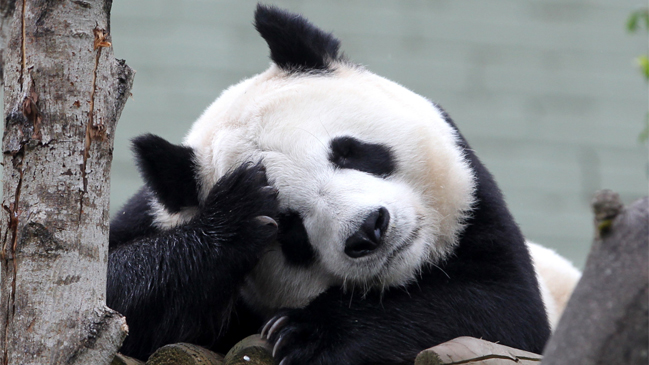 Osa panda en cautiverio fue sometida a exitosa inseminación artificial