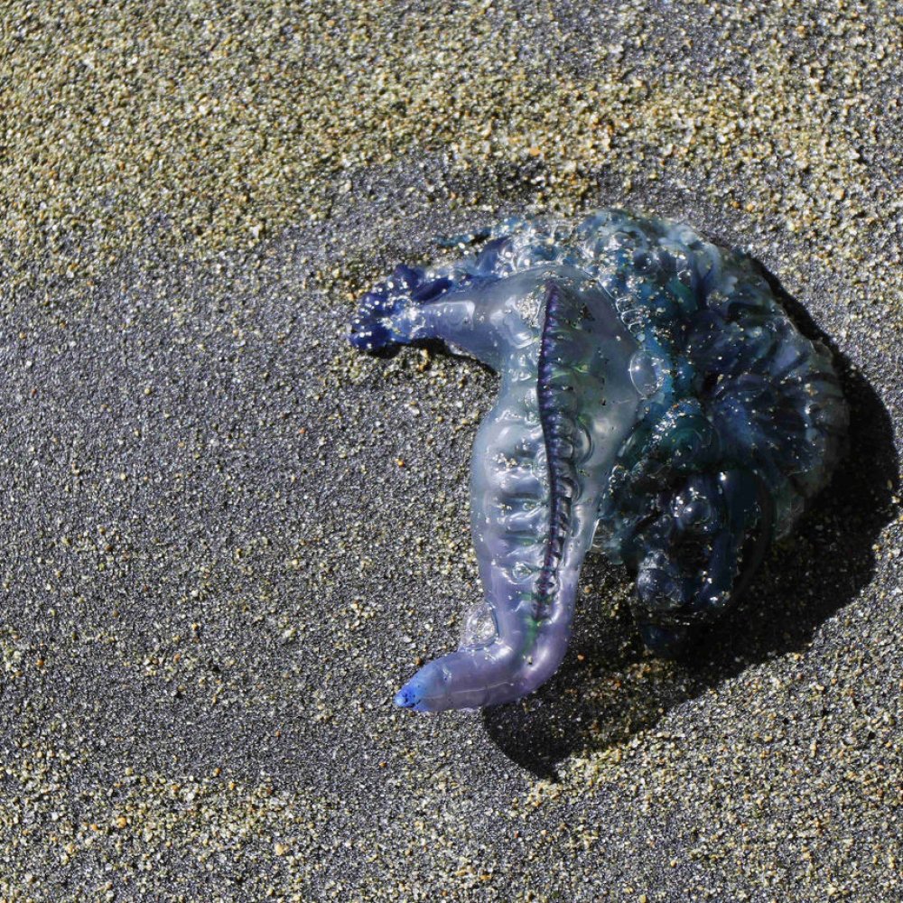 Seremi de Salud levantó restricciones en el Maule por 