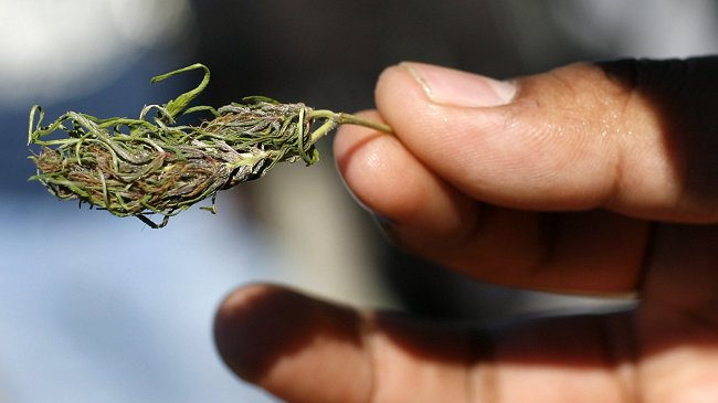 La Florida inició cultivo de marihuana con fines medicinales