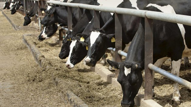 Cerdo, pollo o res: ¿qué carne hay que comer para ser más ecológicos?