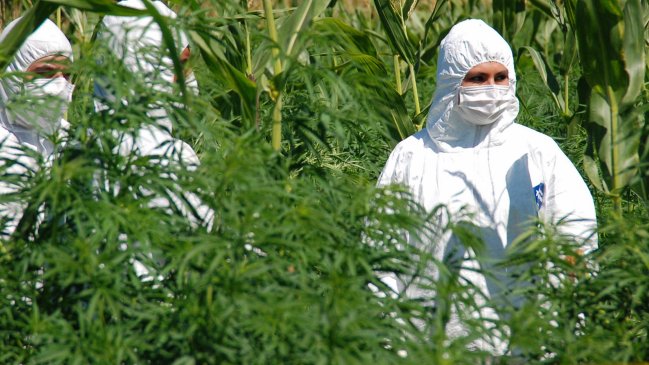 Encontraron 176 kilos de marihuana abandonada en Paraguay