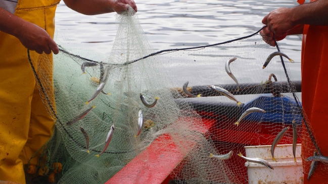 Pescadores artesanales creen insuficiente veda para proteger la merluza