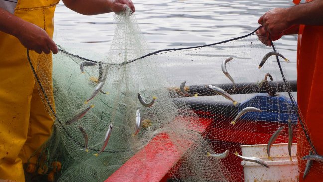 Pymepes emplazó a dirigenta de Conapach por procesamiento de harina de pescado