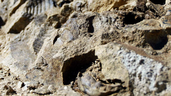 Puchuncaví busca reconocimiento de fósiles de 300 millones de años