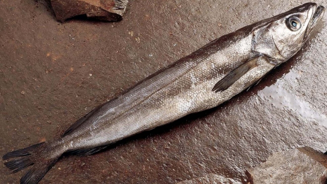 Campaña llama a no comprar merluza fresca durante septiembre