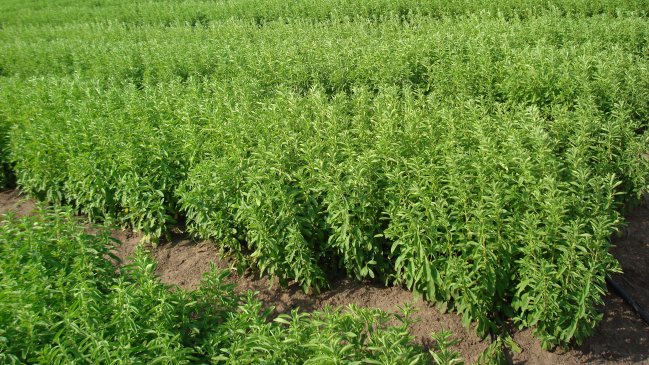 Bolivia y Cuba construirán planta para industrializar la stevia